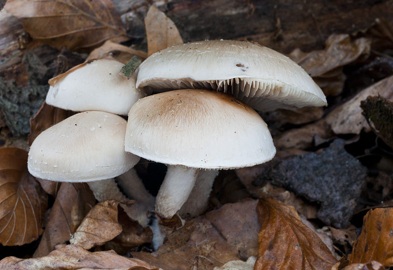 Pholiota lenta